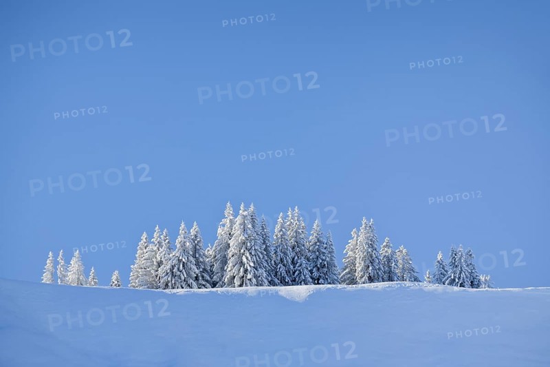 Freshly snow-covered spruce forest