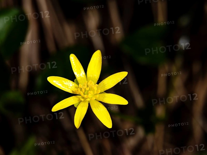 Lesser celandine (ficaria verna), Bischofswiesen, Berchtesgadener Land, Upper Bavaria, Bavaria, Germany