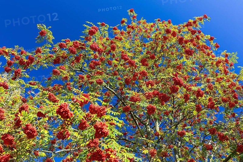 The fruits of the rowan (Sorbus aucuparia) glow red, Saxony, Germany