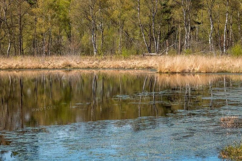 Nature conservation and FFH area, Heideweiher, Heubachniederung, Gescher, Münsterland, North Rhine-Westphalia, Germany