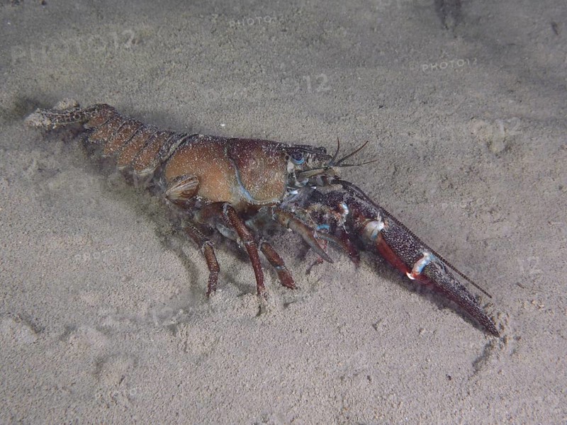 Signal crayfish (Pacifastacus leniusculus), American crayfish, invasive species, moves over the sandy bottom. Example of regeneration, one claw is fully developed, the other is being regenerated but is still very small, dive site Ermitage, Küsnacht, Lake Zurich, Canton Zurich, Switzerland