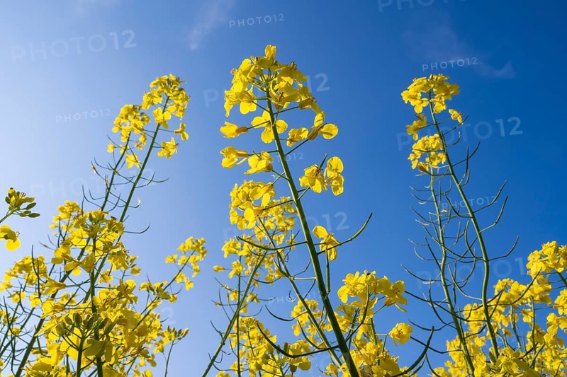 Flowering rape (Brassica napus) against a blue sky, North Rhine-Westphalia, Germany