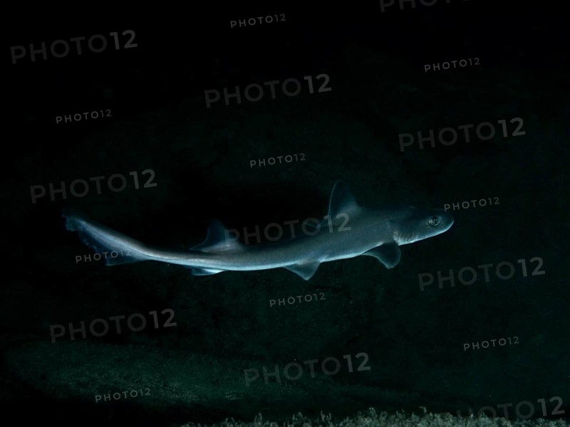 A single Common smooth-hound (Mustelus mustelus) moves through the darkness of the ocean, dive site Playa, Los Cristianos, Tenerife, Canary Islands, Spain