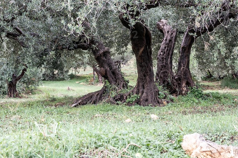 Olive trees (Olea europaea), Sicily, Italy