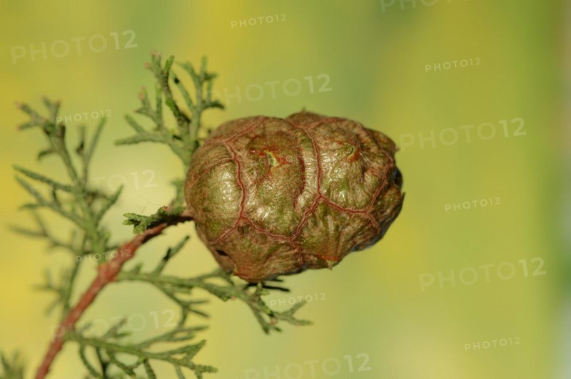 Mediterranean cypress or mediterranean cypress (Cupressus sempervirens), cones, Provence, southern France