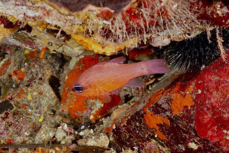 A small orange-coloured fish, mullet king (Apogon imberbis), hiding among sea sponges, dive site L'anse aux blés, Giens peninsula, Provence Alpes Côte d'Azur, France