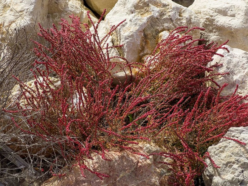 Sode, Strand-Sode, Schmalzmelde, Meerstrand-Gänsefüßchen (Suaeda maritima)