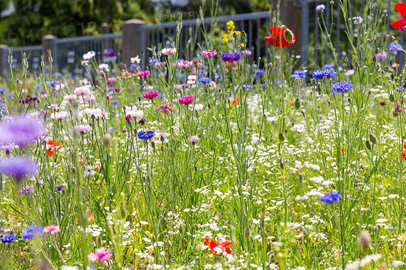Colourful and species-rich flowering meadow in bloom, Saxony, Germany