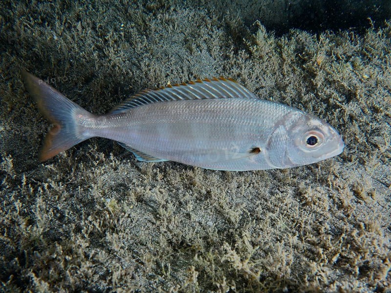 Common pandora (Pagellus erythrinus) at night. Dive site Playa, Los Cristianos, Tenerife, Canary Islands, Spain