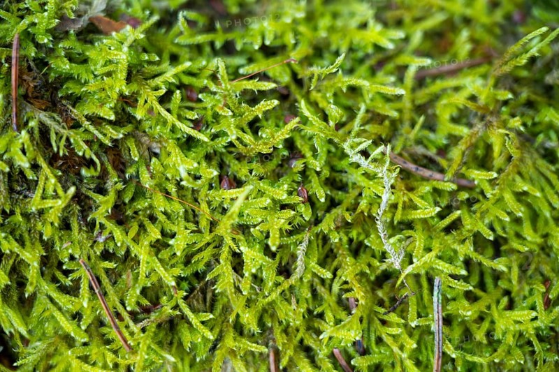 Close-up of a cypress-leaved plaitmoss or hypnum moss (Hypnum cupressiforme), Lengenbach, Deining, Upper Palatinate, Bavaria, Germany