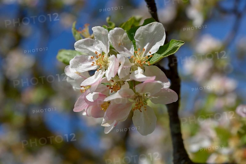 Flower of the European wild apple (Malus sylvestris), near Confrides, Province of Alicante, Costa Blanca, Spain