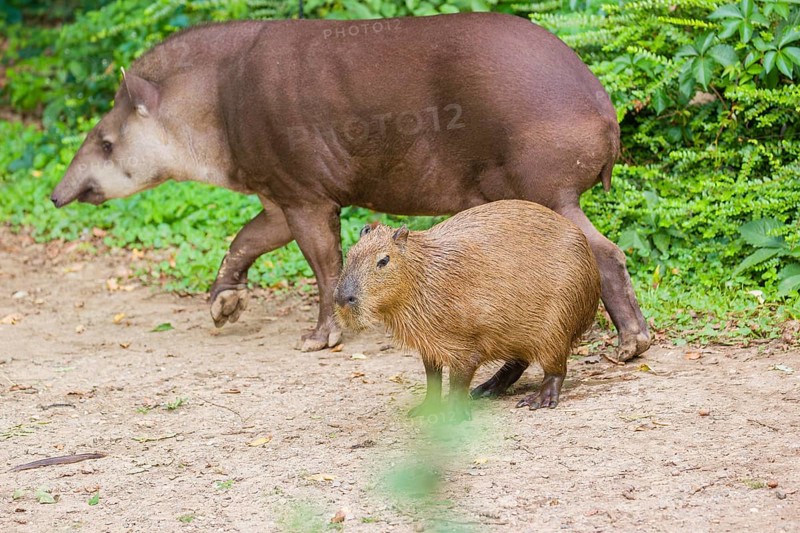 A (greater) capybara (Hydrochoerus hydrochaeris) and a South American tapir (Tapirus terrestris)meet on a river bank