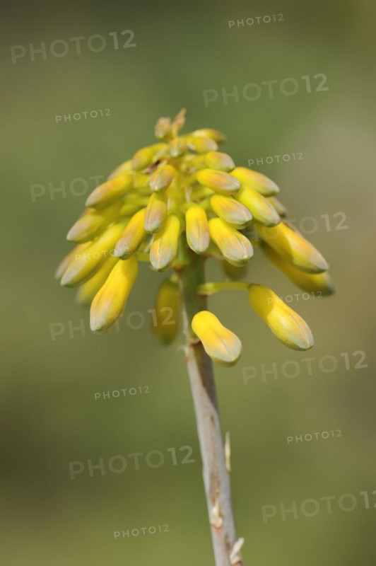 Aloe (Aloe sinkatana), inflorescence, native to Sudan