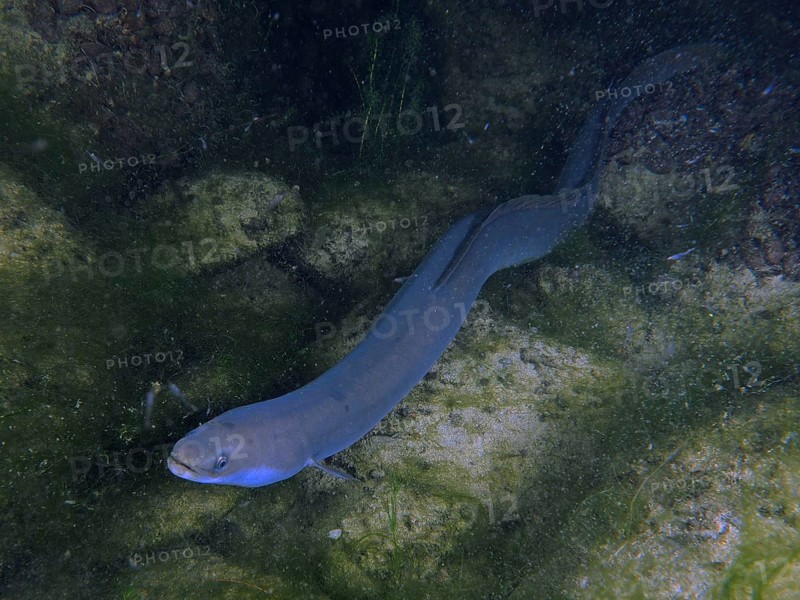 A long European eel (Anguilla anguilla) moves through an algae-rich underwater landscape, dive site Klosterinsel, Rheinau, Canton Zurich, Rhine, High Rhine, Switzerland, Germany
