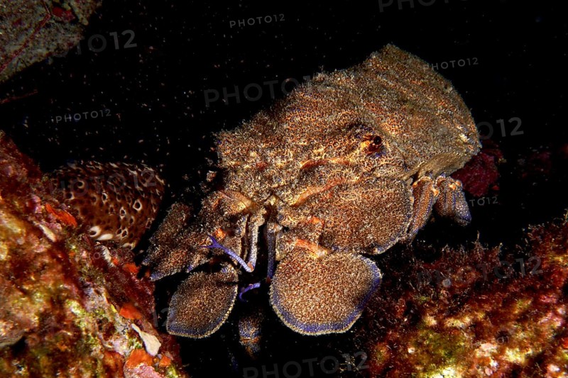 Mediterranean slipper lobster (Scyllarides latus) between reef stones, dive site Punta Negra, Las Galletas, Tenerife, Canary Islands, Spain