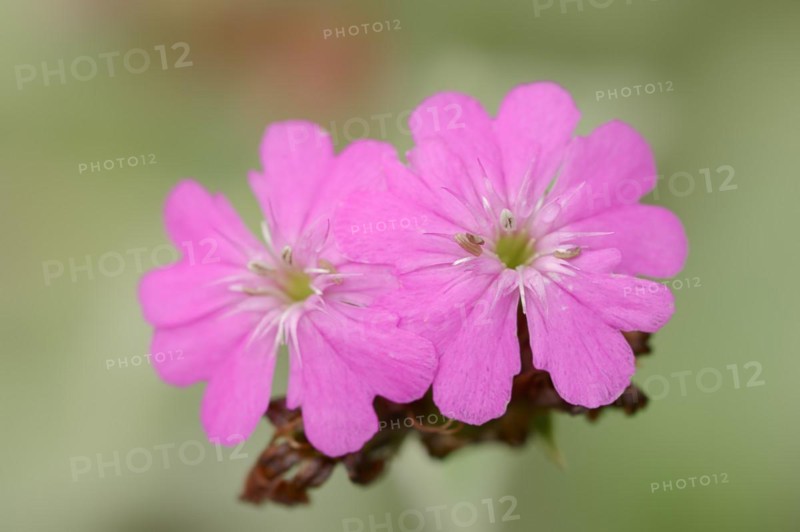 Jupiter carnation or Jupiter carnation (Lychnis flos-jovis, Silene flos-jovis), flowers, Bavaria, Germany