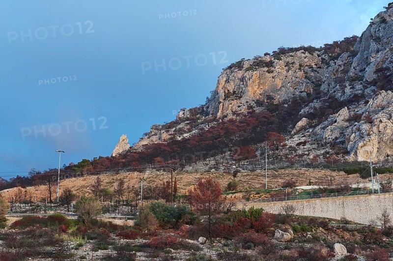 Burnt trees, fire damage, mountainside, motorway, Kiato, west of Athens, Greece