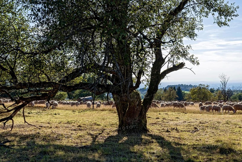 Goat willow, Sal goat willow (Salix caprea), domestic sheep (Ovis gmelini aries), herd on pasture, dry grass, backlight, summit mountain Hoherodskopf, Tertiary volcano, Schotten, Vogelsberg Volcanic Region nature park Park, Hesse, Germany