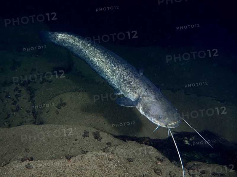 A catfish (Silurus glanis), Waller, swimming calmly in dark water over a sandy bottom, dive site Zollbrücke, Rheinau, Canton Zurich, Rhine, High Rhine, Switzerland, Germany