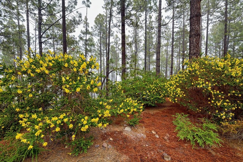 Flowering Adenocarpus viscosus (Adenocarpus viscosus), in the background pine forest with Canary Island pines (Pinus Canariensis), Teide National Park, Tenerife, Canary Islands, Spain