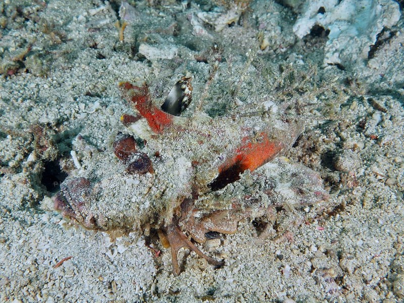 Camouflaged fish, Spiny Devilfish (Inimicus didactylus), resting on sandy seabed with organic fragments, dive site Pidada, Penyapangan, Bali, Indonesia