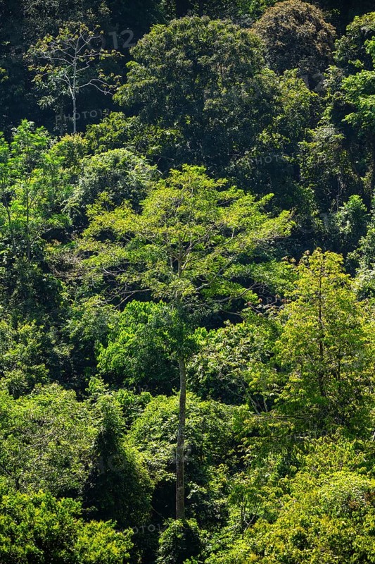 Tourist on the way in the rainforest to Cerro Tortuguero, Tortuguero National Park, Costa Rica