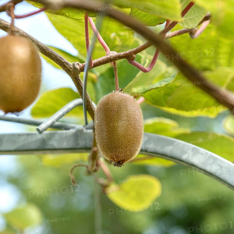 Kiwi (Actinidia deliciosa 'Montclar'), LTZ Augustenberg, Federal Republic of Germany