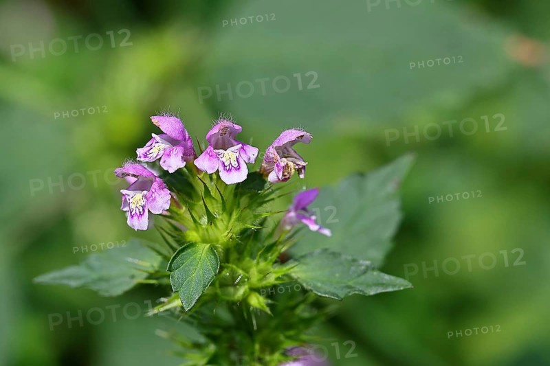 Wood-osier (Stachys sylvatica), flower, in the past the plant was also used as a medicinal plant (Herba Lamii sylvatici foetidi), Wilnsdorf, North Rhine-Westphalia, Germany