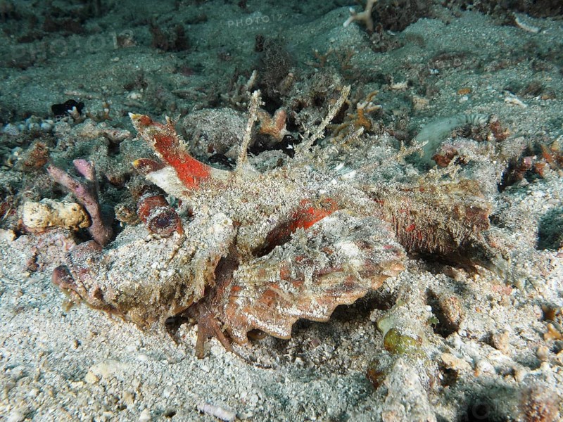 Camouflage coloured fish, Spiny Devilfish (Inimicus didactylus), in a complex underwater structure of sand and coral, dive site Pidada, Penyapangan, Bali, Indonesia