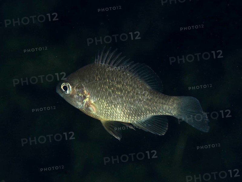 A pumpkinseed sunfish (Lepomis gibbosus) swimming in dark water at night, dive site Riff Williams, Herrliberg, Lake Zurich, Canton Zurich, Switzerland