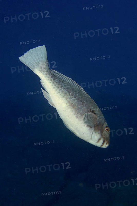 A single Mediterranean parrotfish (Sparisoma cretense) swimming in the open blue water of the ocean, dive site Cueva del Tiburon, Las Galletas, Tenerife, Canary Islands, Spain