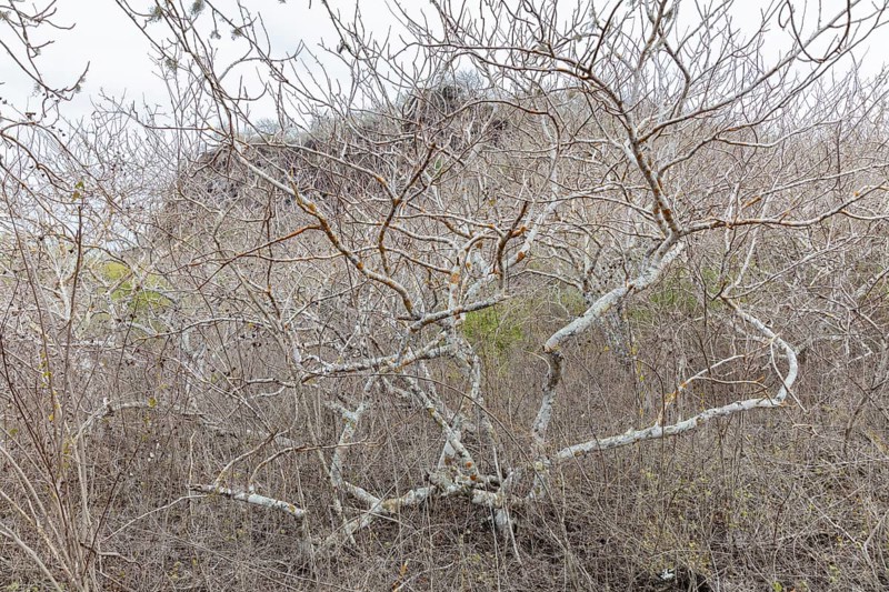 Ipomoea arborescens (Ipomoea), San Cristobal, Galapagos, Ecuador