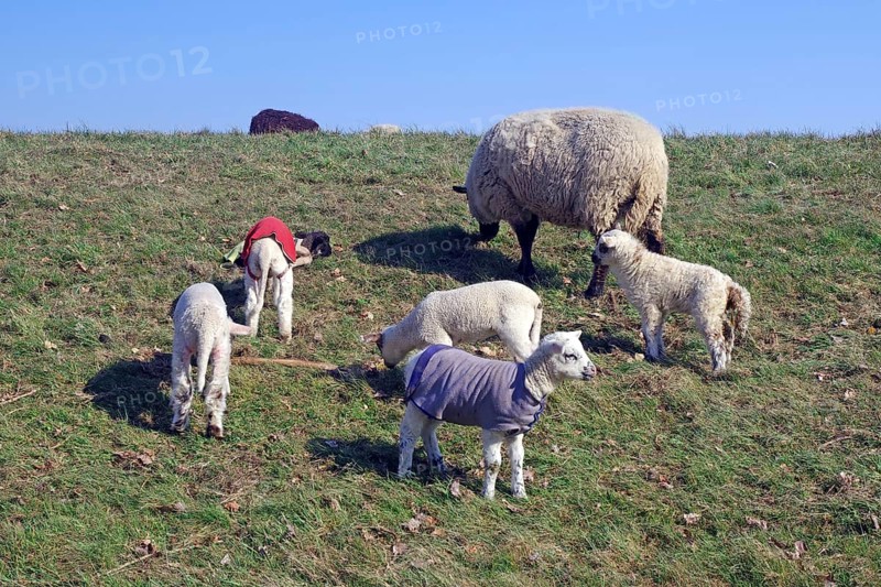 Sheep and lambs in colourful jumpers grazing on a green meadow, Elbe dike, Hitzacker, Damnatz, Wendland, Lower Saxony, Germany