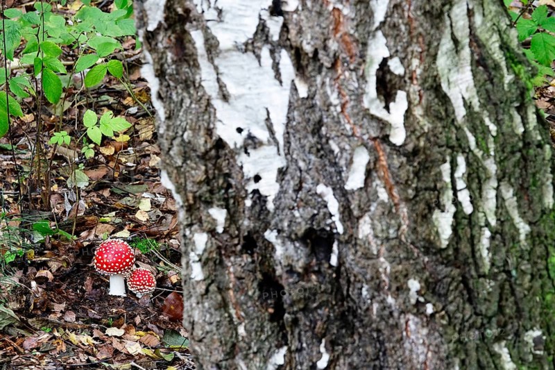 Toadstools and birch in autumn forest, Saxony, Germany