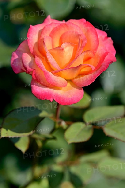 Shrub rose (Rosa), variety Midsummer, breeder Tantau 2003, North Rhine-Westphalia, Germany