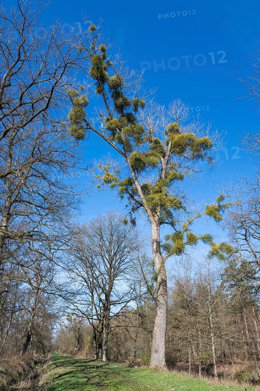 Poplar (Populus) with mistletoe (Viscum album), blue sky, Barnbruch Forest nature reserve, Lower Saxony, Germany