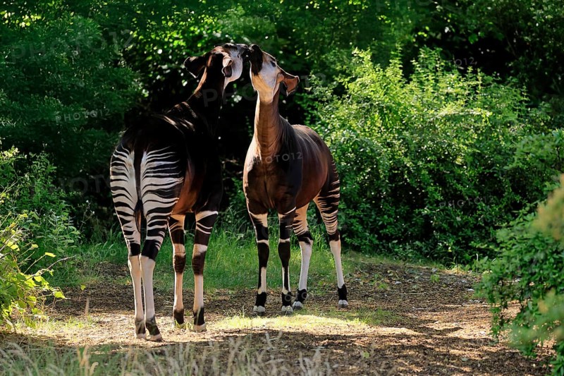Okapi (Okapia johnstoni), adult, two okapis, pair, social behaviour, captive