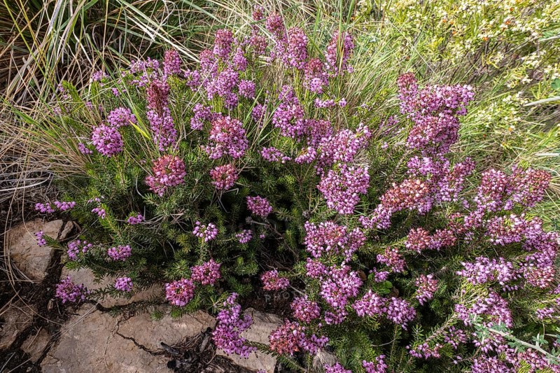Mediterranean Heather (Erica multiflora), Sicily, Italy
