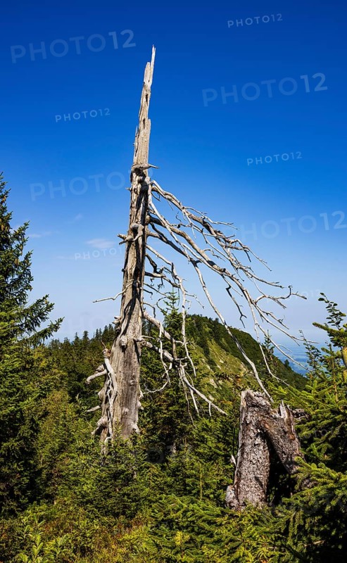 Weathered tree on the path from Ochsenberg to Eibleck, Osterhorn group, Salzkammergut, Salzburg province, Austria