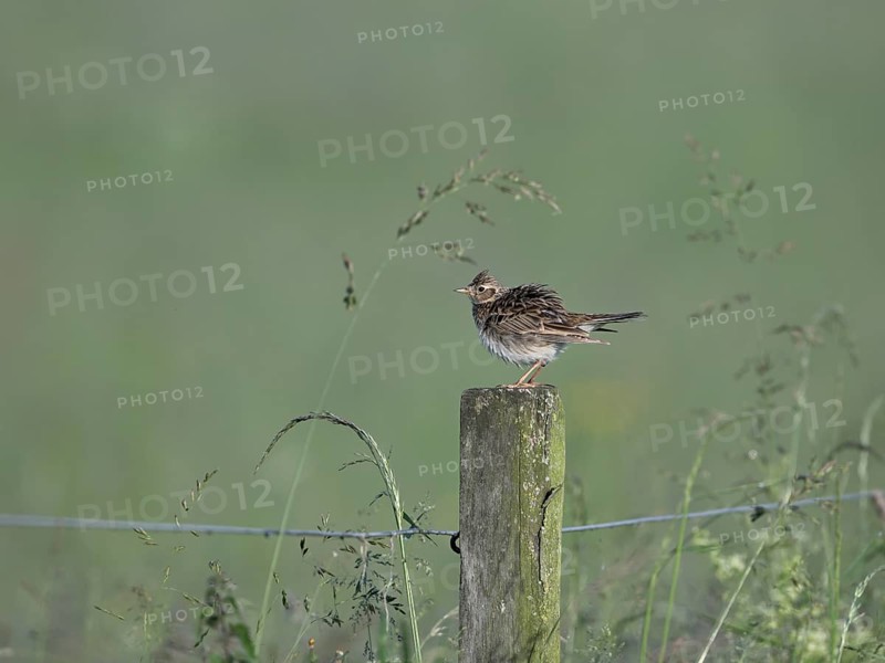 Skylark (Alauda arvensis) sitting on a pole, Lower Rhine, North Rhine-Westphalia, Germany