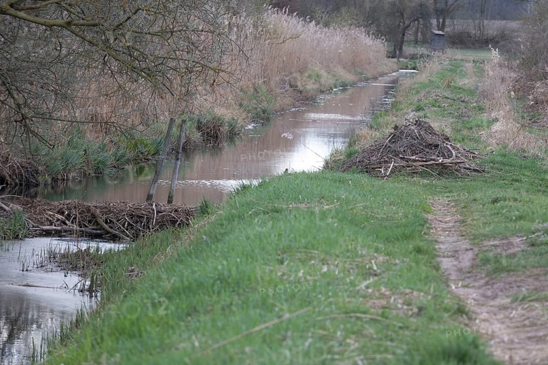 Beaver (Castor fibre), beaver dam and beaver lodge, Brandenburg, Germany