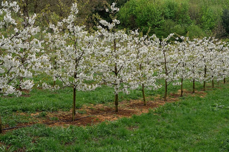 Young, flowering cherry trees of a plantation (Prunus avium), Franconia, Bavaria, Germany