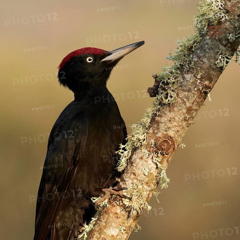 Black Woodpecker (Dryocopus martius) male, Castile and Leon, Spain