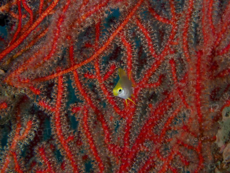 A Golden damselfish (Amblyglyphidodon aureus) juvenile swimming in front of bright red corals in an underwater scene, dive site Sweet Reef, Penyapangan, Bali, Indonesia