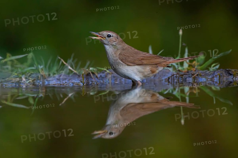 Nightingale (Luscinia megarhynchos) at the watering hole, Hungary