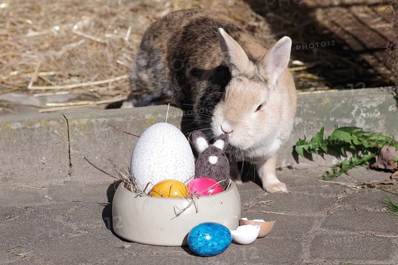 Rabbit (Oryctolagus cuniculus), Easter, Easter bunny, Easter nest, Easter egg, decoration, colourful, A rabbit sniffs at the decoration of the Easter nest