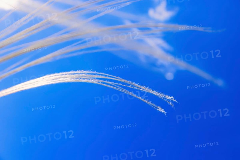 View from below at flowering Feather grass (Stipa pennata) at a clear blue sunny sky, Falköping, Sweden