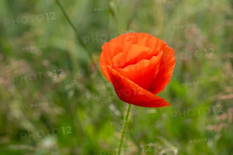 Poppies in a wheat field, near Markt Berolzheim, Altmühltal, Middle Franconia, Franconia, Bavaria, Germany