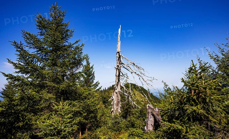 Weathered tree on the path from Ochsenberg to Eibleck, Osterhorn group, Salzkammergut, Salzburg province, Austria