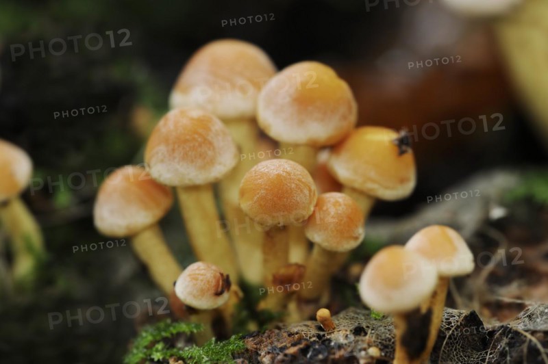 Brick Red Sulphur Head (Hypholoma lateritium, Hypholoma sublateritium), North Rhine-Westphalia, Germany